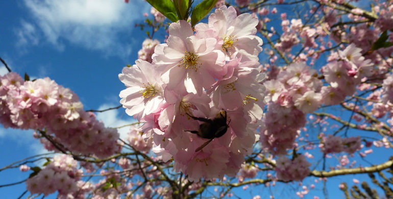 Frühling in Göteborg: Kirschblüten