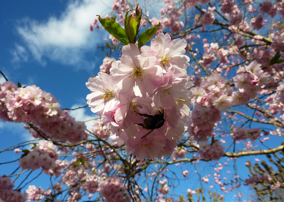 Frühling in Göteborg: Kirschblüten